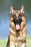 BERGER ALLEMAND 705